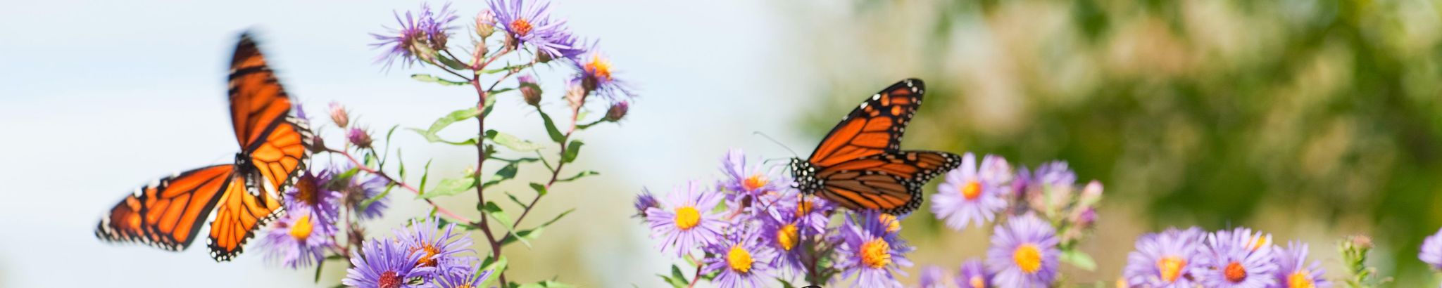 Cover photo for Sharon "Sherry" Rae Becker's Obituary
