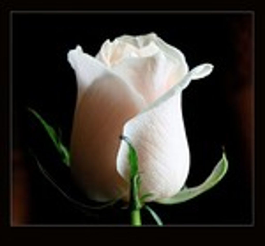 ROSE C.  (Boes)  NYE Profile Photo