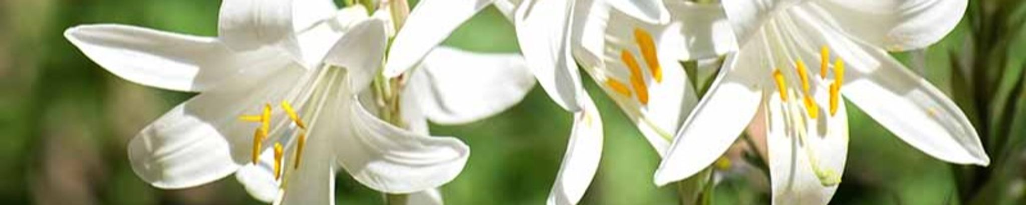 Cover photo for Karen Elaine Brantner's Obituary