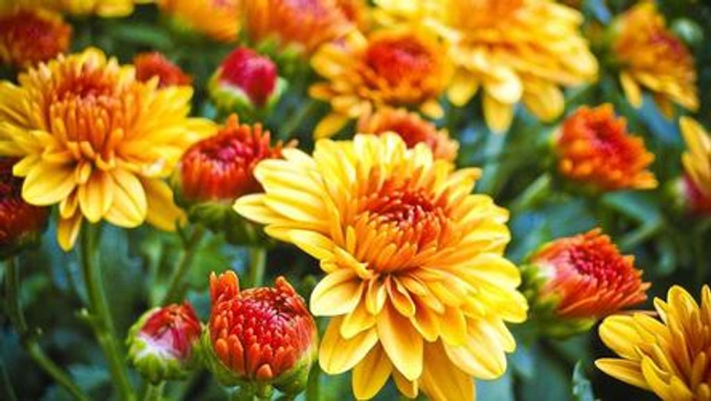 Ethyl E. "Red" Boyle (Nee Barr)