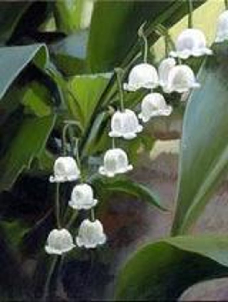 Nanette (Donaldson)  Sloane