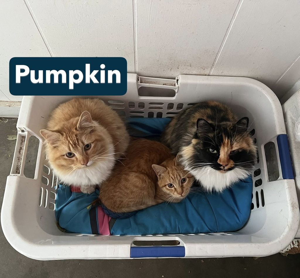 Pumpkin Profile Photo