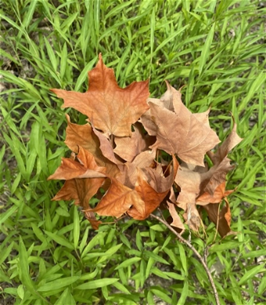 Robert Lee Miles Profile Photo