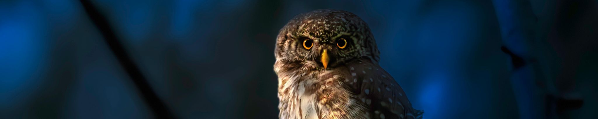 Cover for Brenna Shelsea Ann Meeches's Obituary