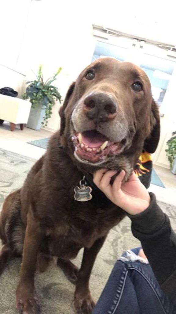Seger - Therapy Dog Profile Photo