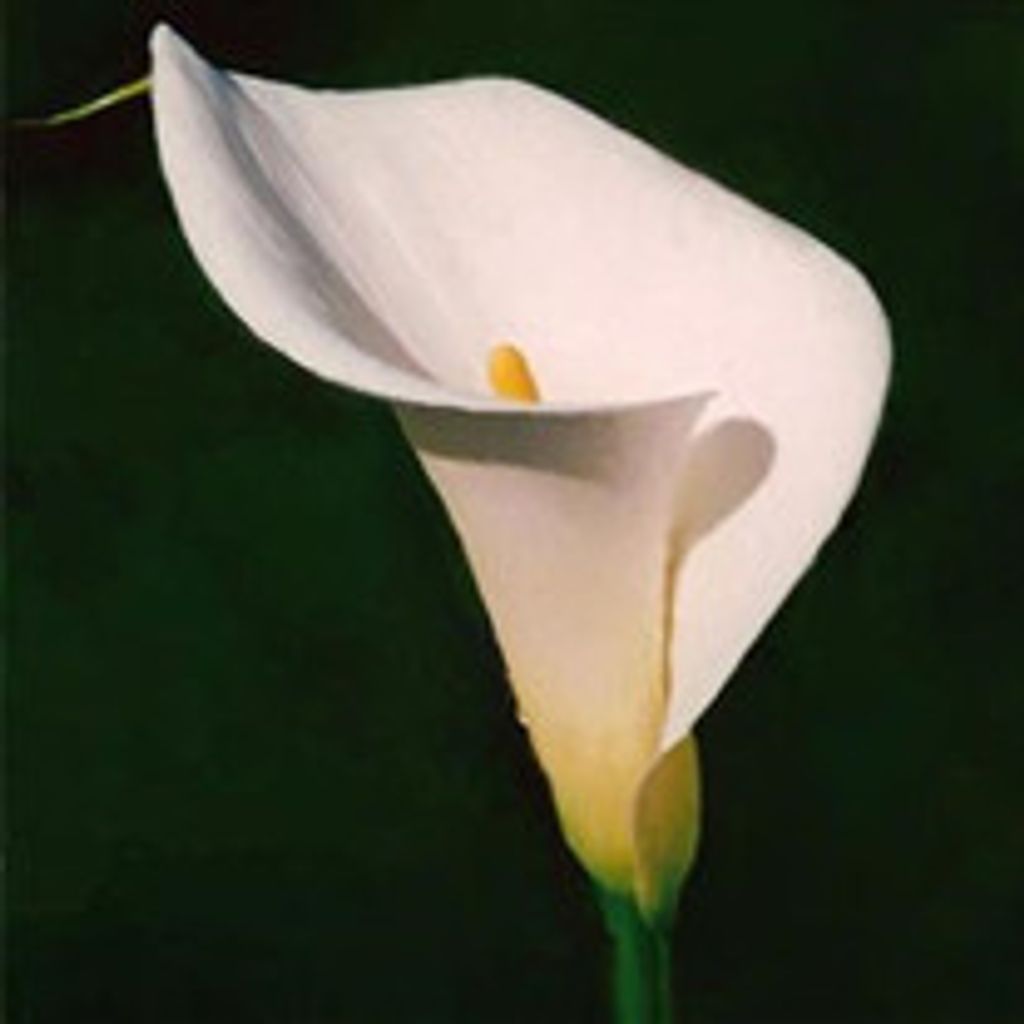 Gwinette B. Price