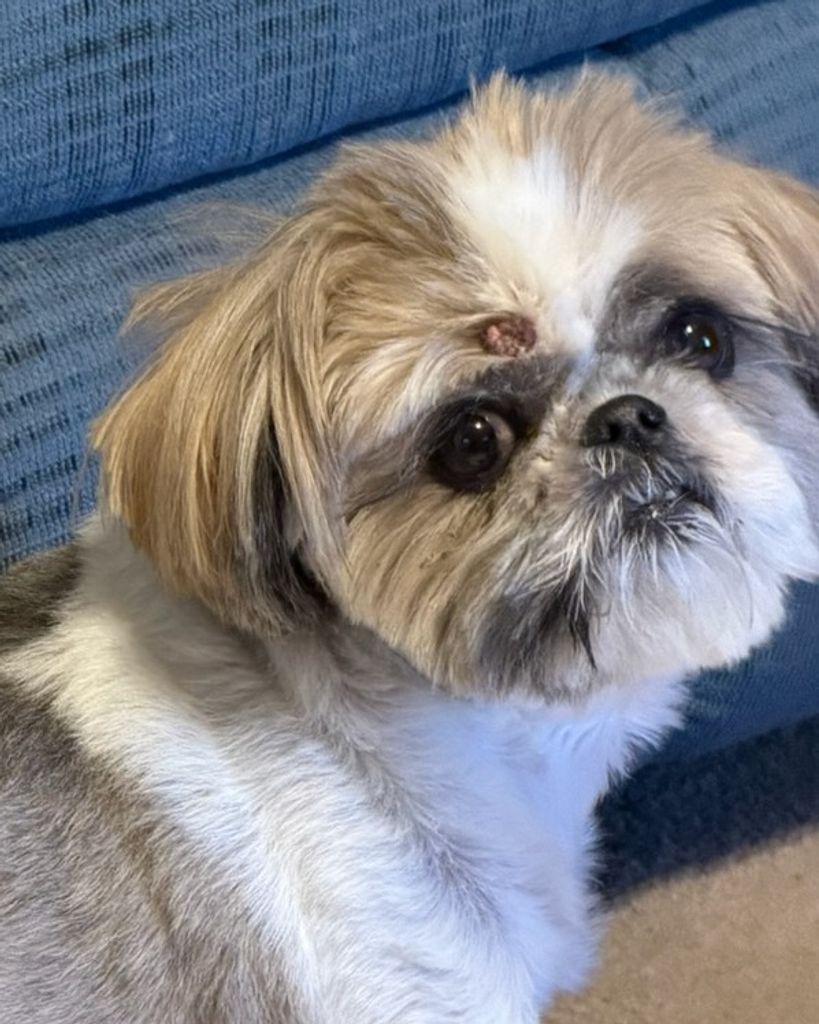 Sugar Baby Henderson