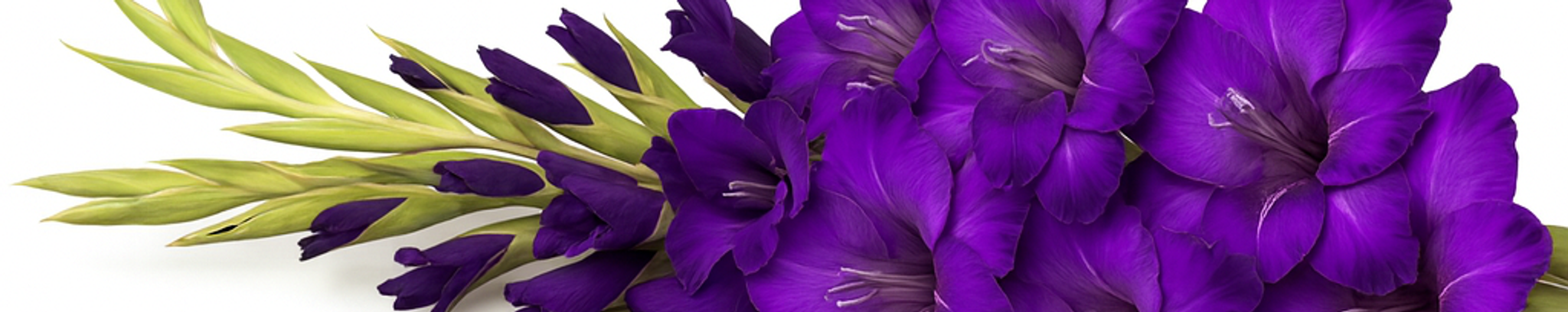 Cover for Judith Lynne Keith's Obituary