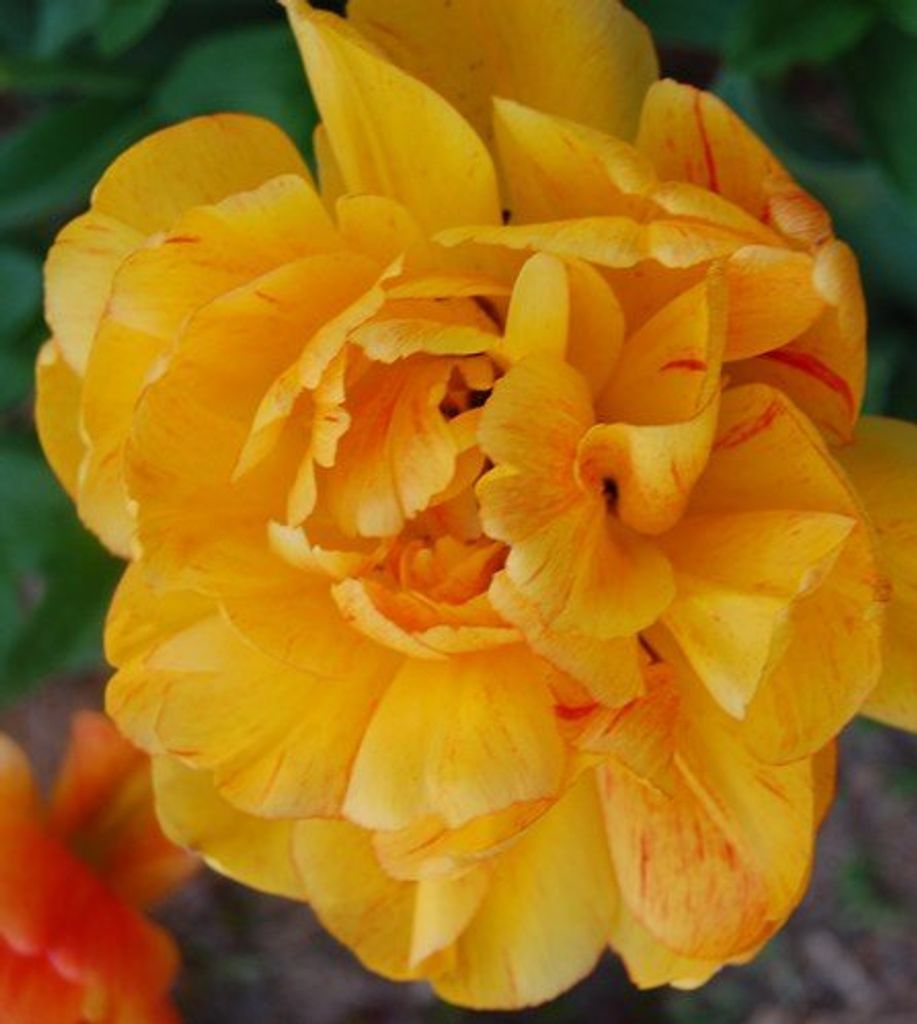 Laverne Sofia Tollie