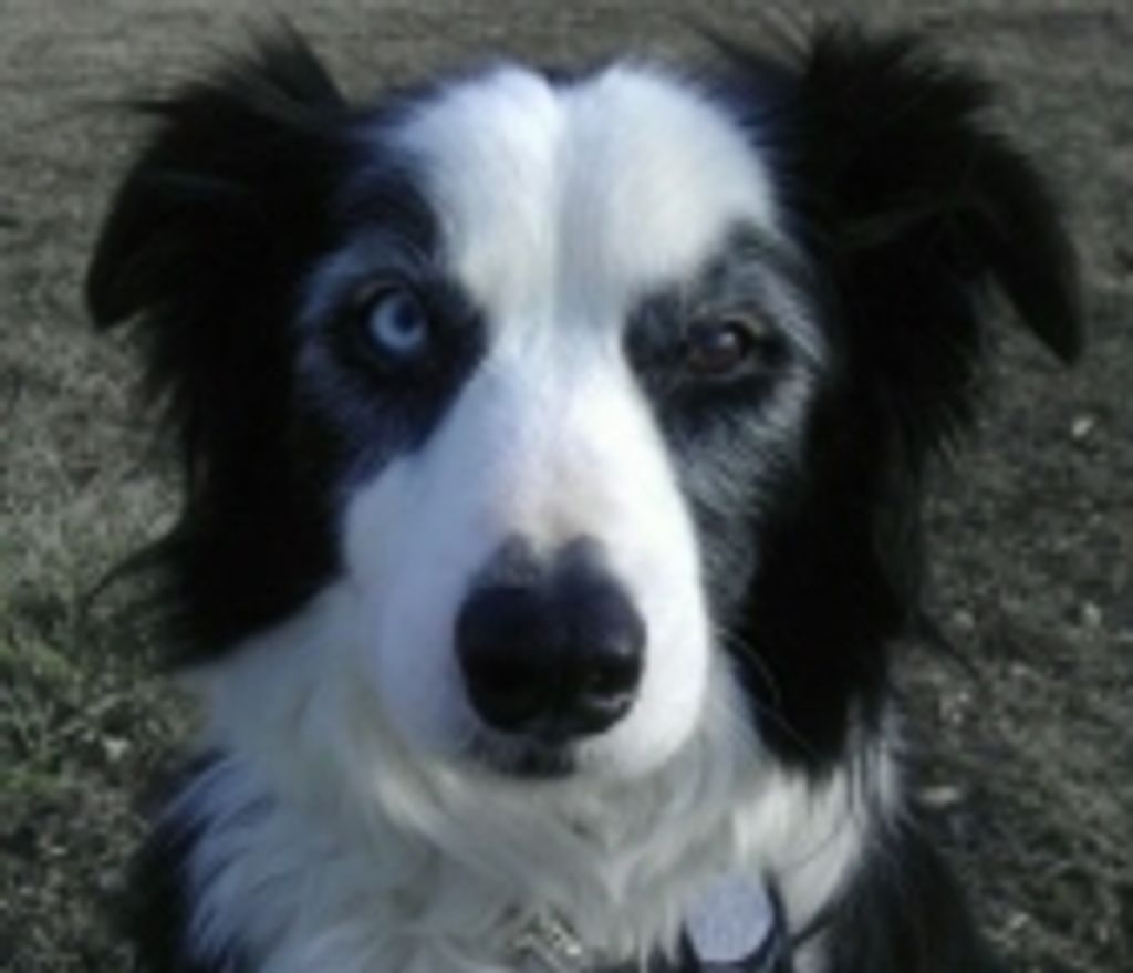 Jackson Davis Profile Photo