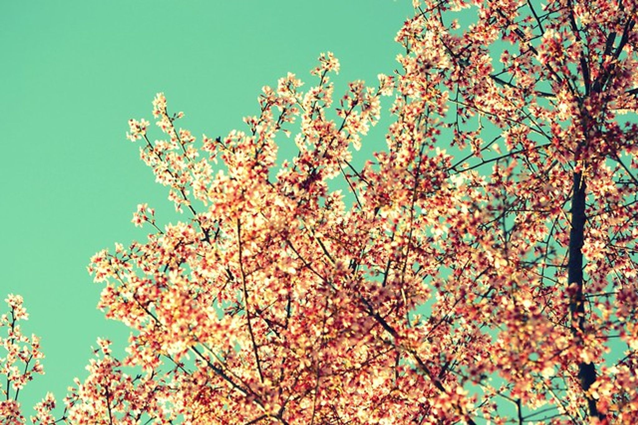 Cover photo for Mary Edith Bodenhamer's Obituary