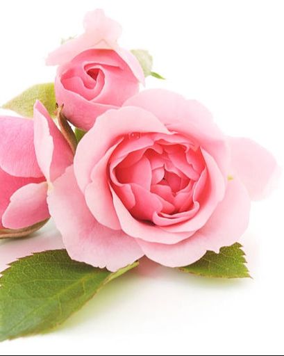 Leuana Marie Loveridge Nelson's obituary image
