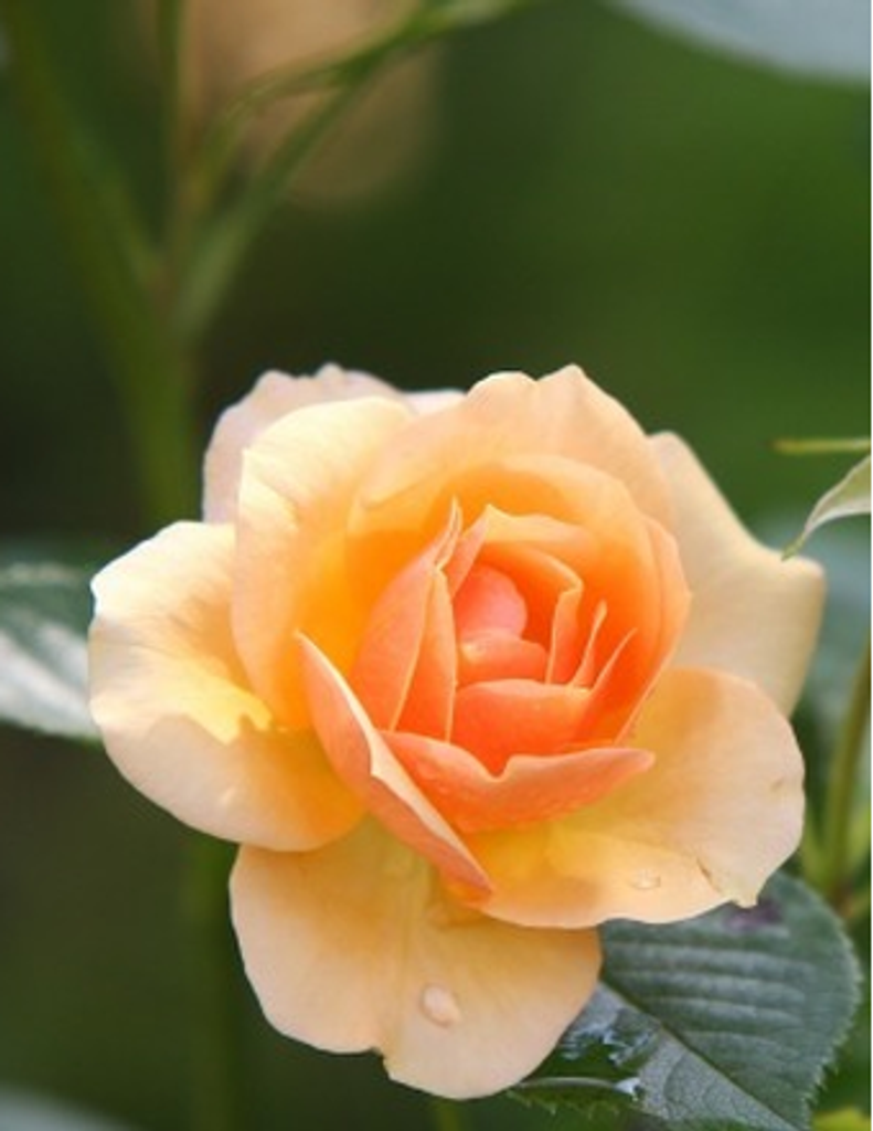 Jane (Thurman) Caldwell