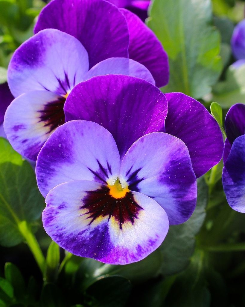 Hannah Genelle Brown