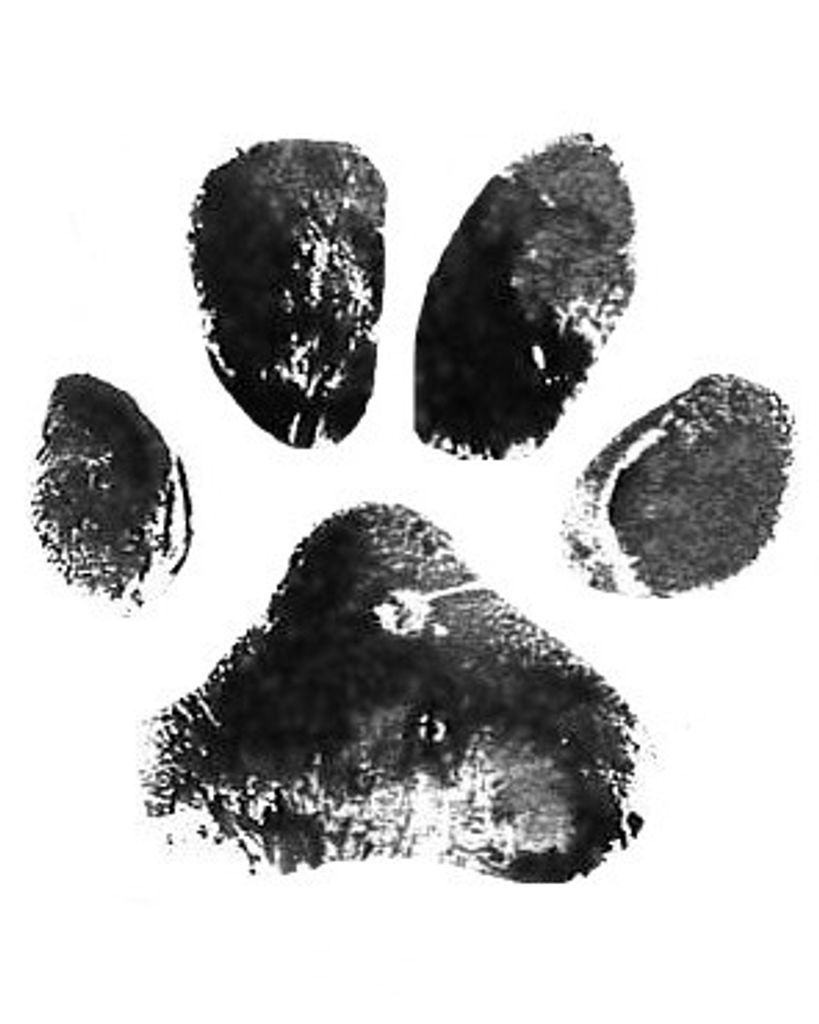 Bonnie Nicholas Profile Photo