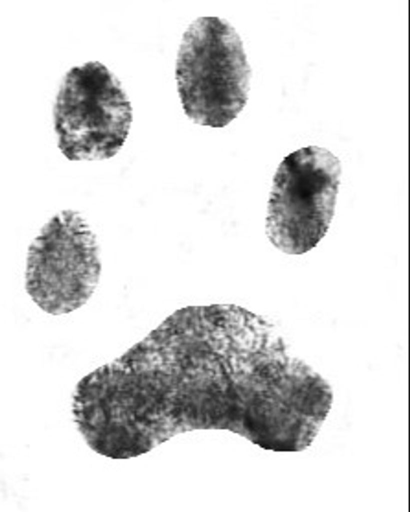 Alice Portilla Profile Photo