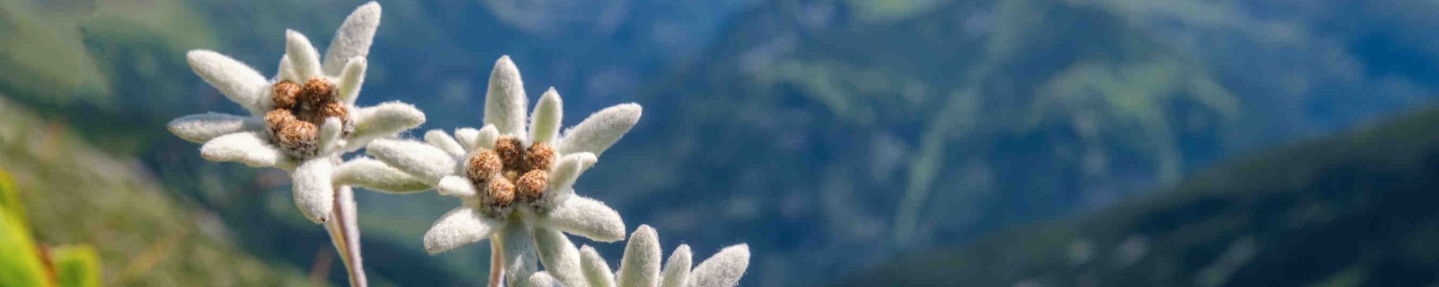 Cover for Erika Russell's Obituary