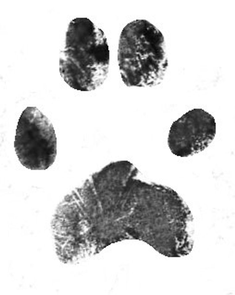 Max Blackman Profile Photo