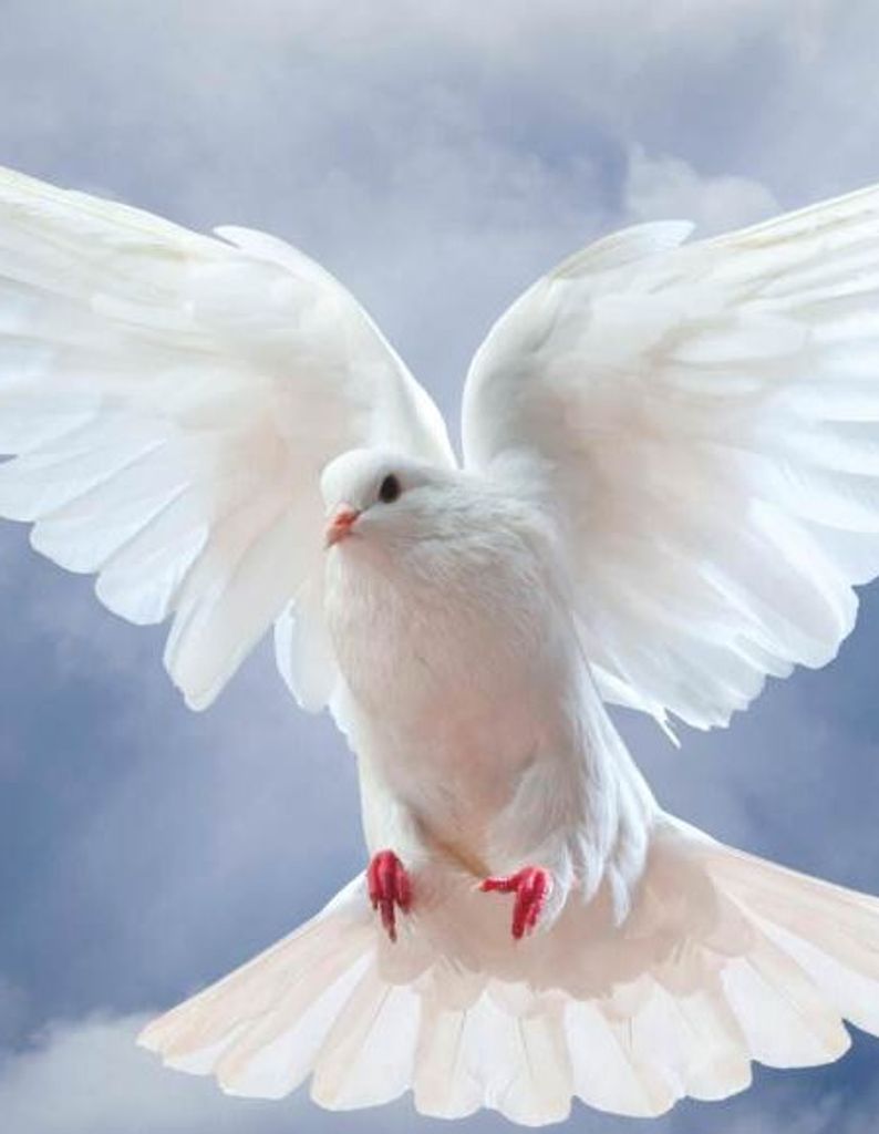 Dynasty Andre Barela