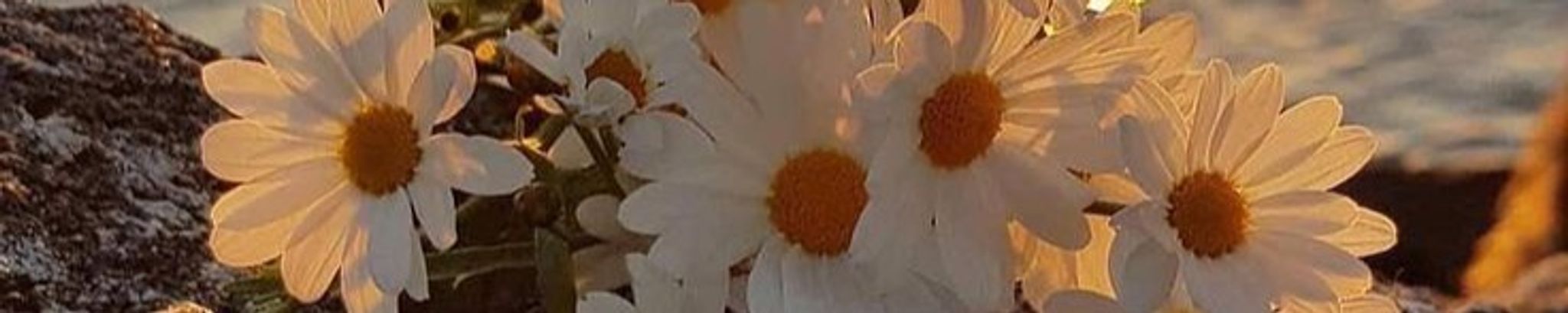 Cover photo for Sheila Hunt Webb's Obituary