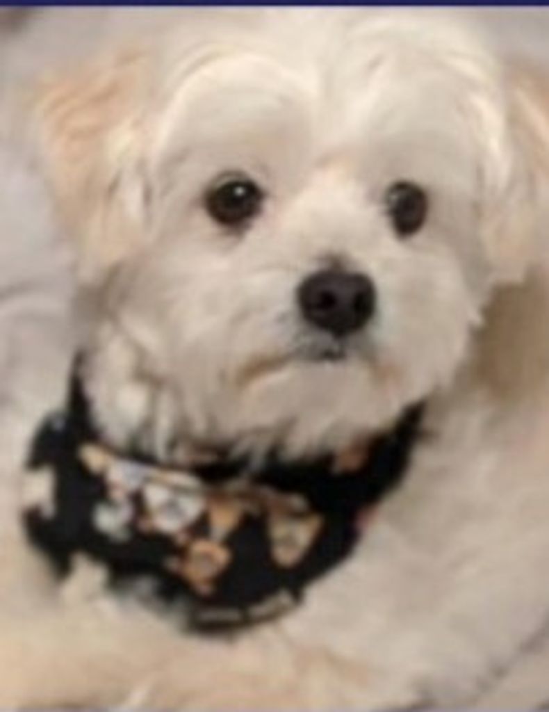 Bear Bear Clark Profile Photo