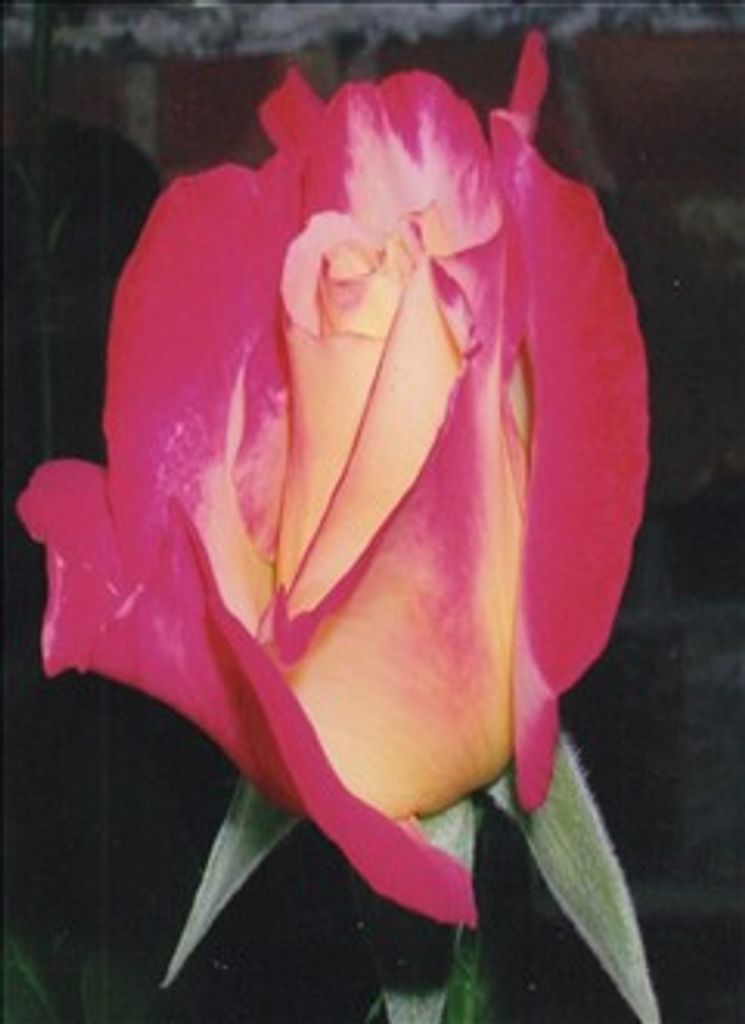 Sharon Irene Renfrow