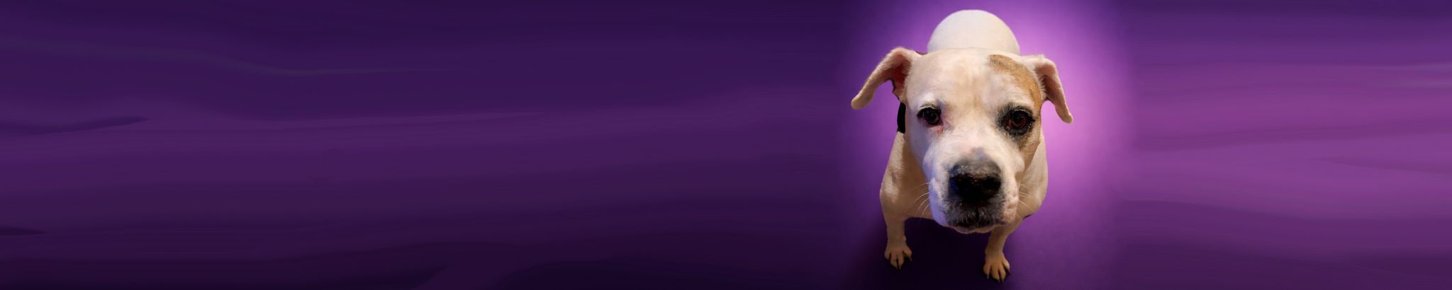 Cover for Patricia Lee Schmidt's Obituary