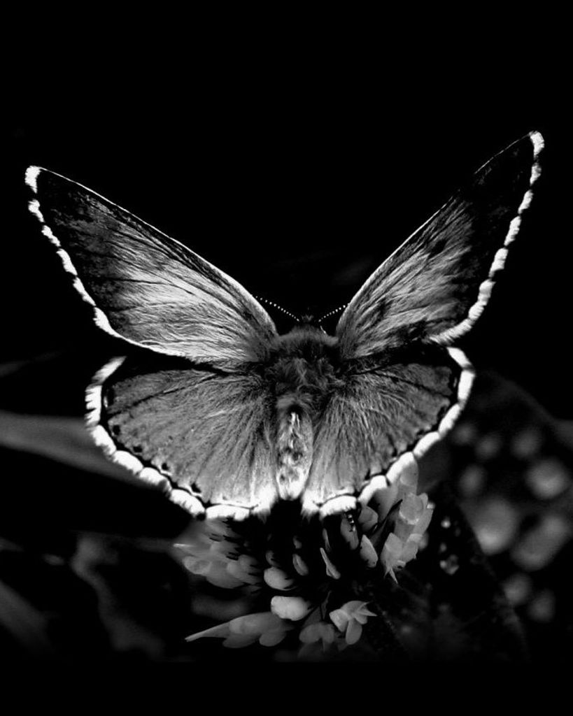 Brenda D. Adams Profile Photo