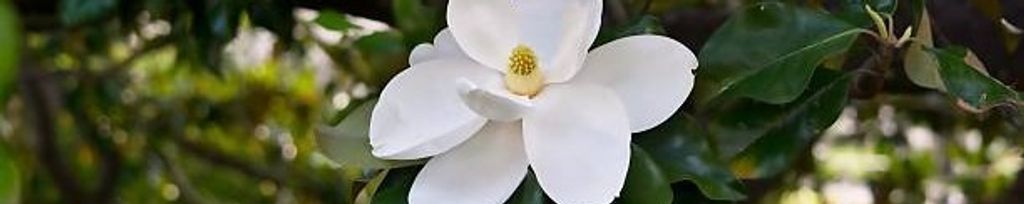 Cover photo for Alohma Sue Warden's Obituary