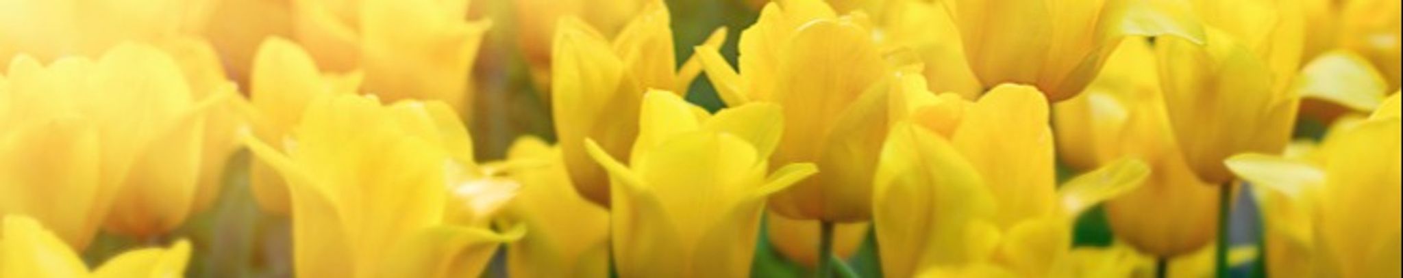 Cover photo for Sonja Tessari's Obituary