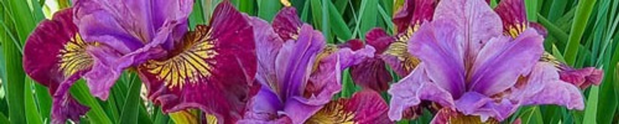 Cover for Mary Louise Scott's Obituary