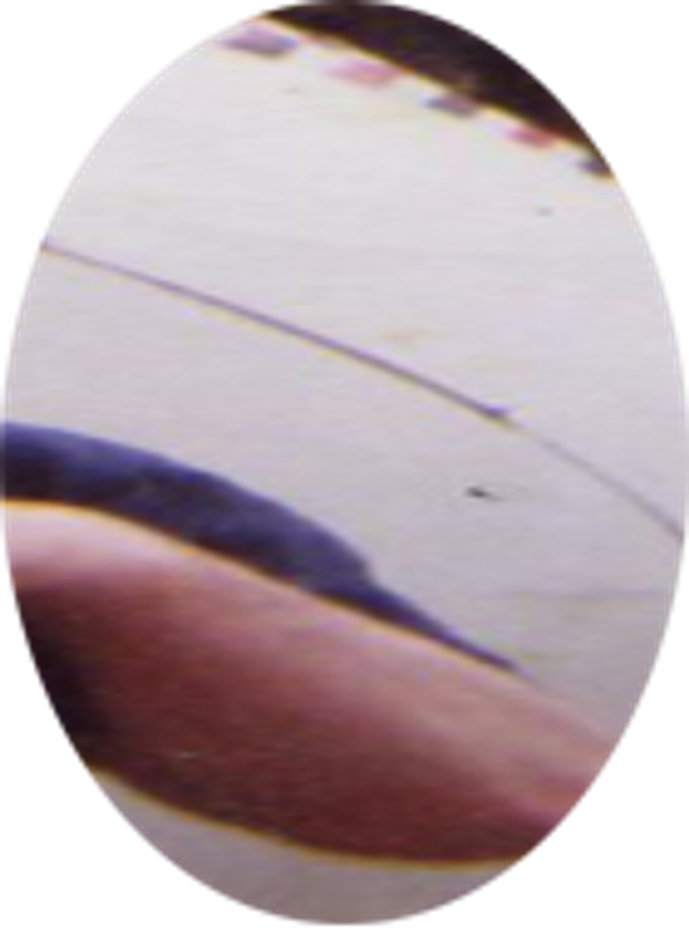 Warren  Bishop Profile Photo