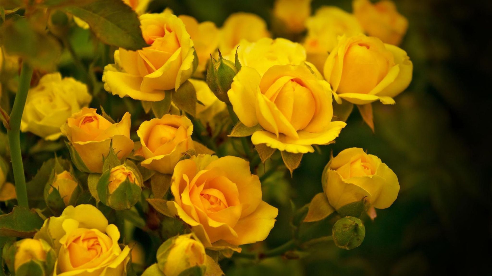 Cover for Maria G. Leal's Obituary