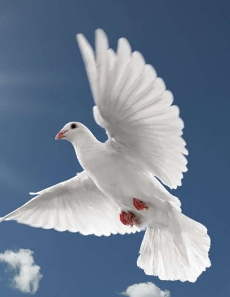 Mary Flot White