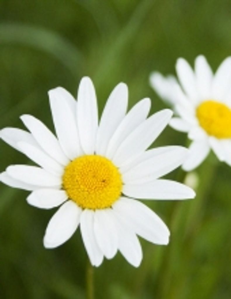 Betty Fairchild Hood