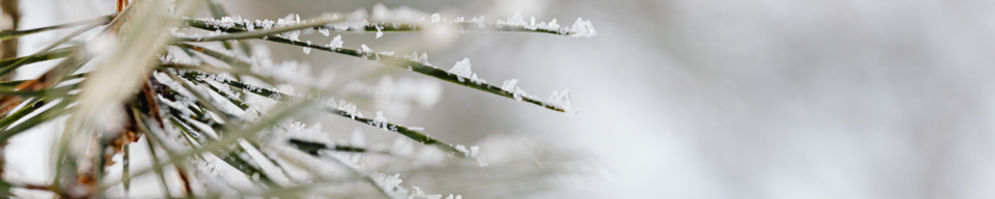 Cover for Claudette Winget Payne Peterson's Obituary