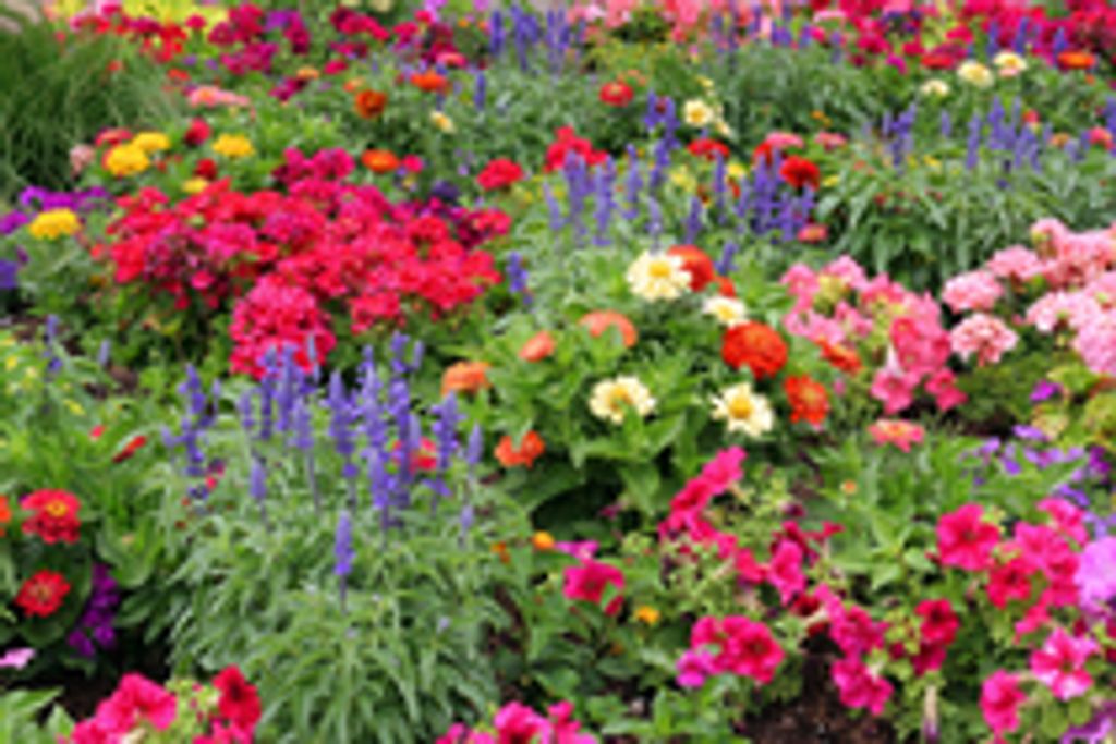 Frances Gregory Flenniken