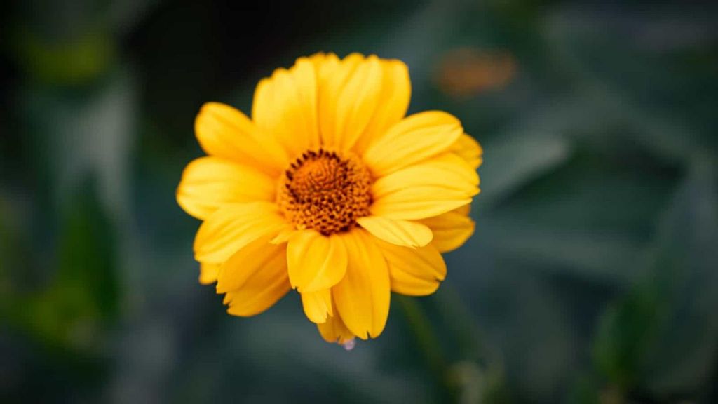 Jeanne P. Hunter Profile Photo