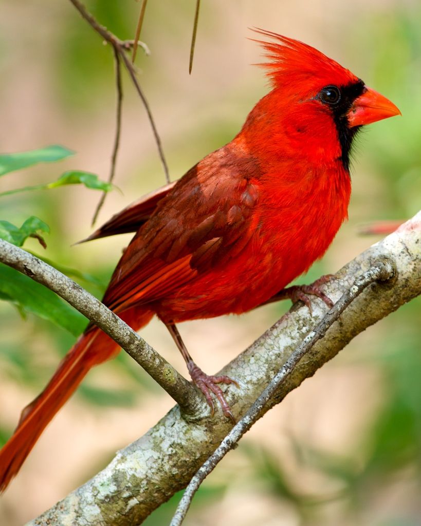 Mahon Scoriels Patton