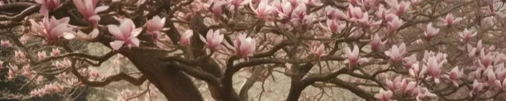 Cover photo for Lissi Vera Nielsen's Obituary