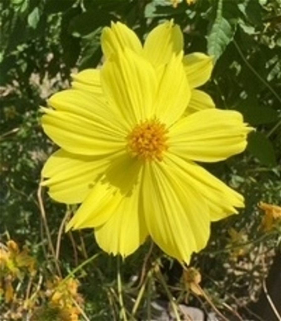 Coletta George Candini Profile Photo