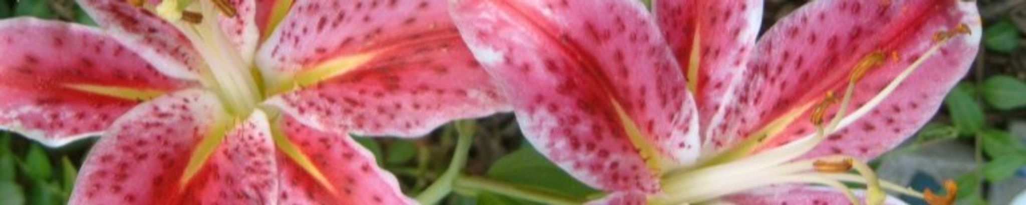 Cover photo for Leonor A. Considine's Obituary