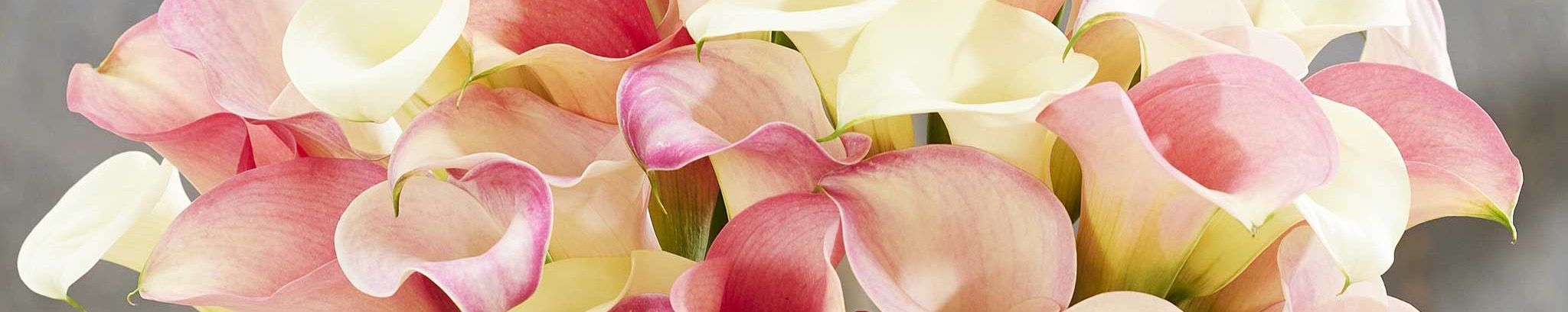 Cover photo for Aurora Nerboso Spatola's Obituary