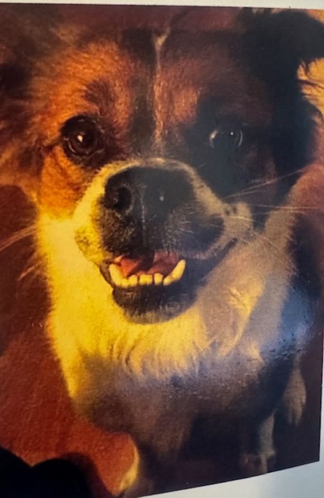 Han Solo Profile Photo