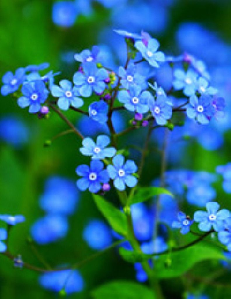 Adelene "Louise" Smith