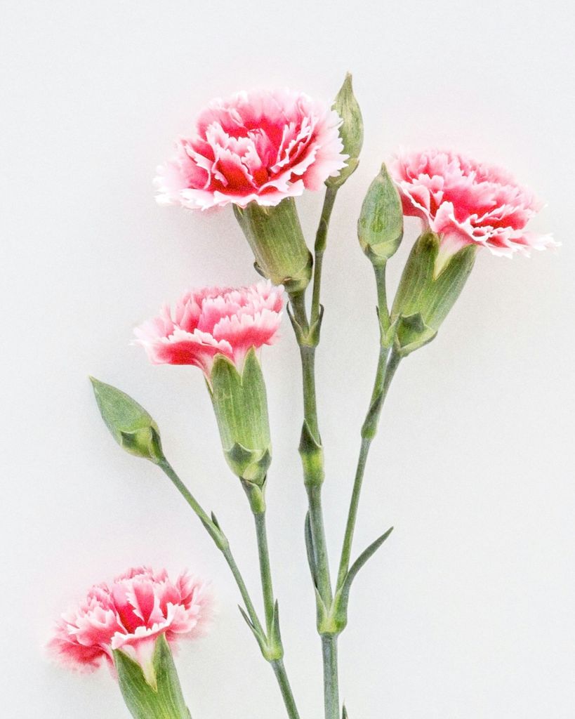 Myra Potts Profile Photo