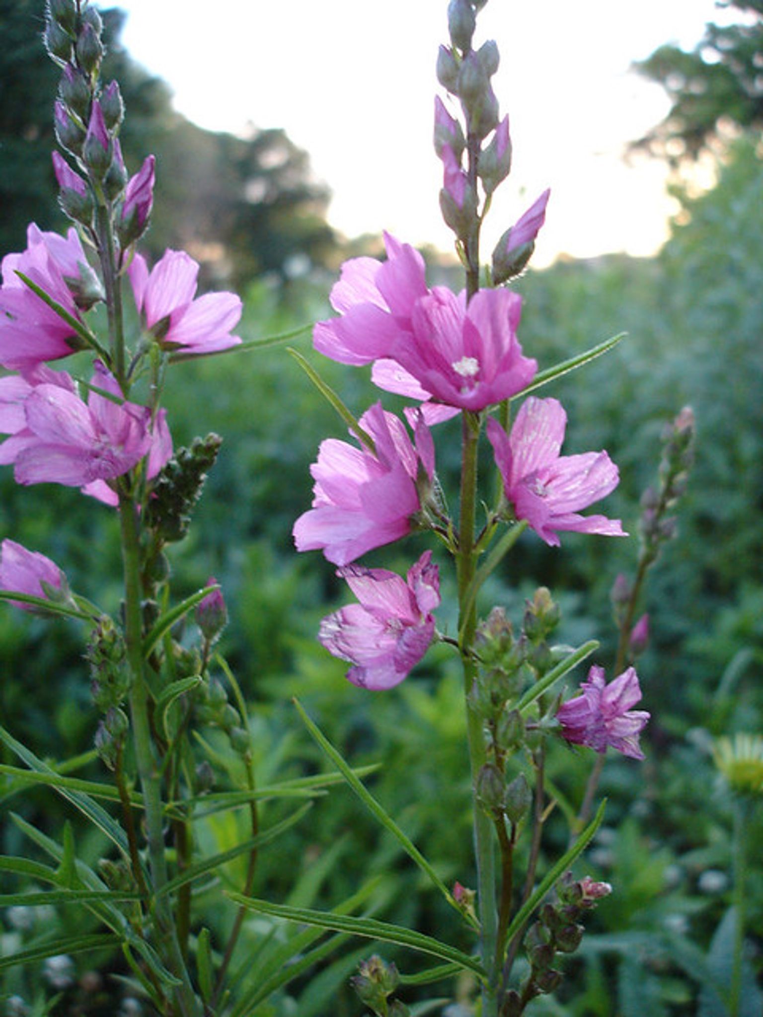 Cover photo for Honey Bee Morris's Obituary