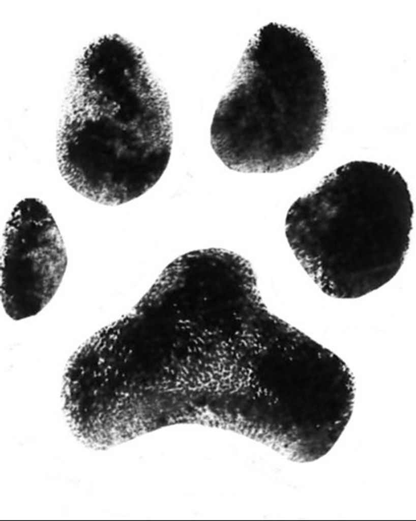 Baymax Wilson Profile Photo