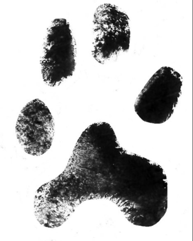 Alice Marie Sigmon Profile Photo