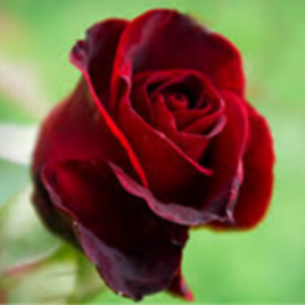 Rose A. Matla